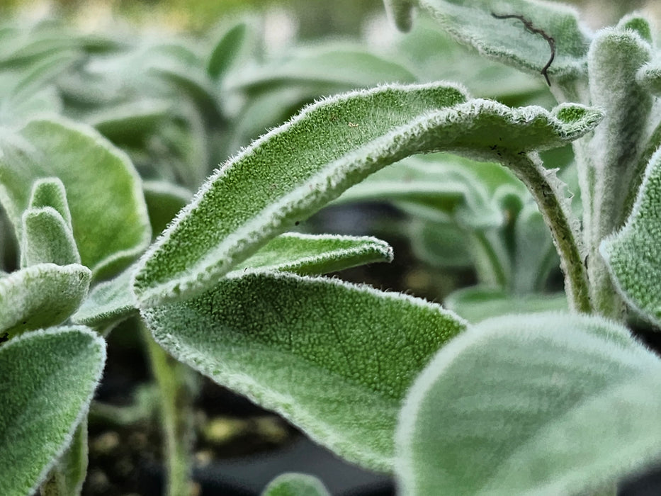 Salvia Officinalis Ovalvet Sage