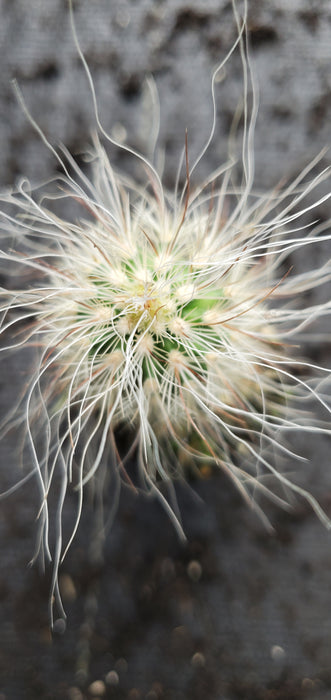 Echinocereus Delaetii Old Man Hedgehog Cactus plant