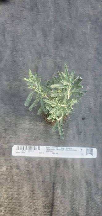 Gray Creeping Germander Teucrium Aroanium