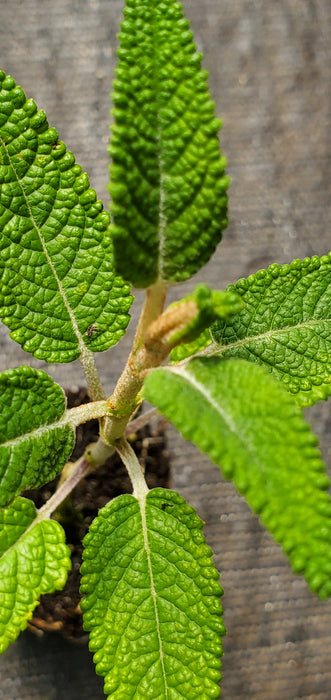Salvia Corrugata