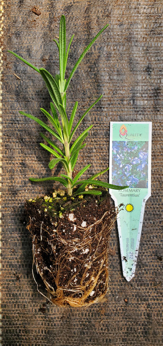 Taurentious Rosemary