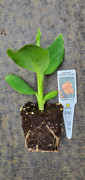 Cannova orange Canna lily