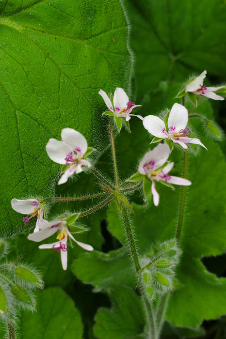 Scented Geranium Peppermint