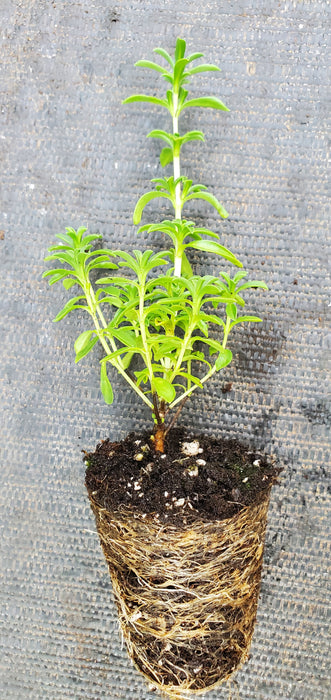 Purple Winter Savory
