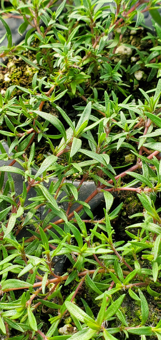 Thyme Dzevanovskyi Blueberry