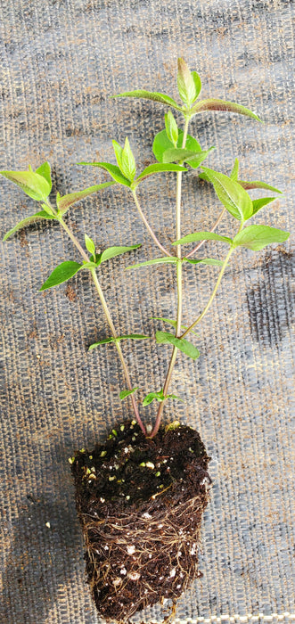 Cunila Origanoides Stone Mint