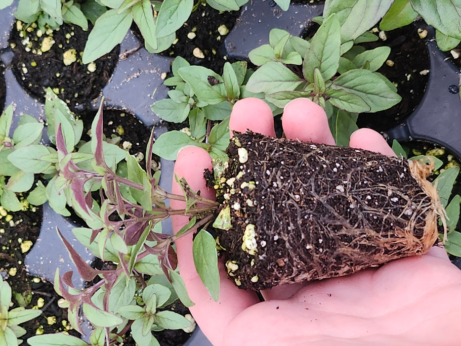 Pycnanthemum Floridianum Florida Mountain Mint