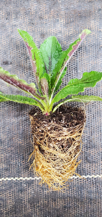 Lyre Leaf Sage Salvia Lyrata
