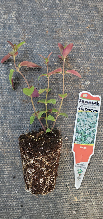 Savannah Mountain Mint Pycnanthemum Flexuosum