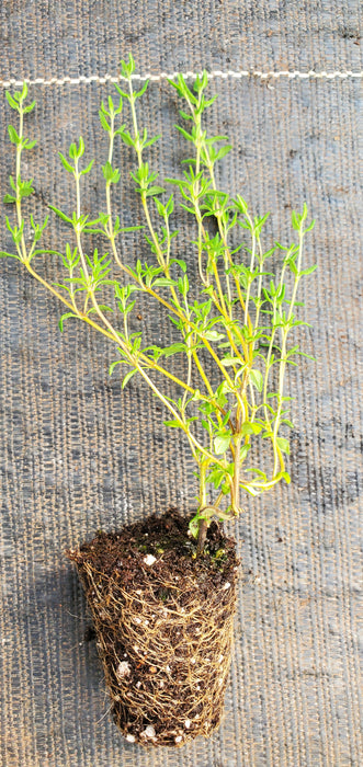 French Dotwell Thyme