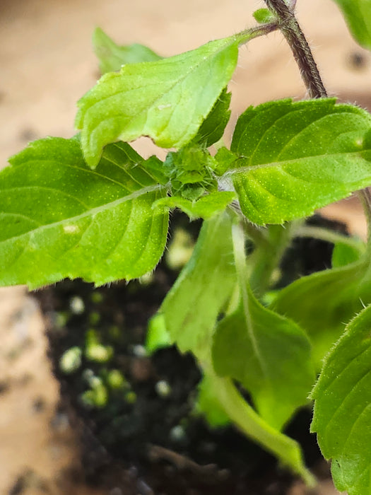Basil Campechianum Florida Wild Basil