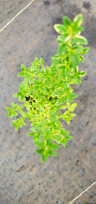 Thyme Mystic Lemon