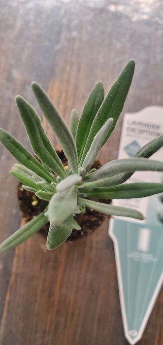 Lavender x intermedia Exceptional