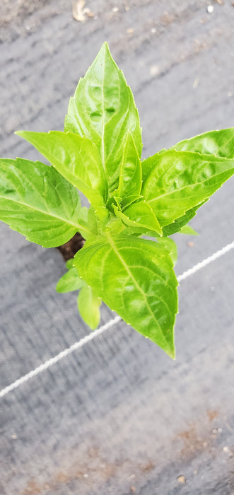 Rutgers Obsession Basil