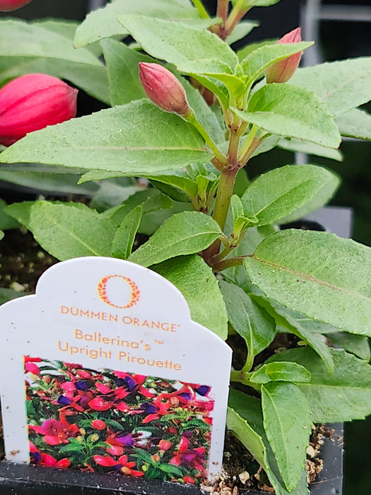 Ballerina's Upright Pirouette Fuchsia
