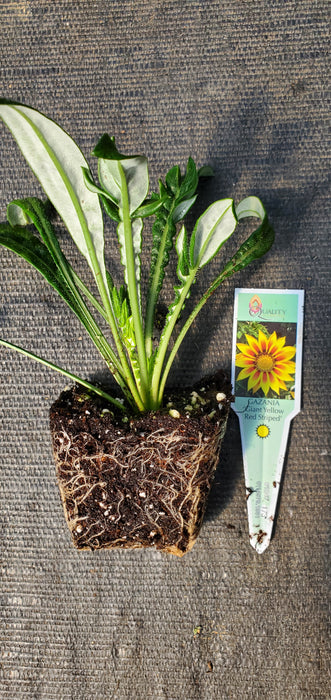 Gazania rigens Giant Yellow Red Striped