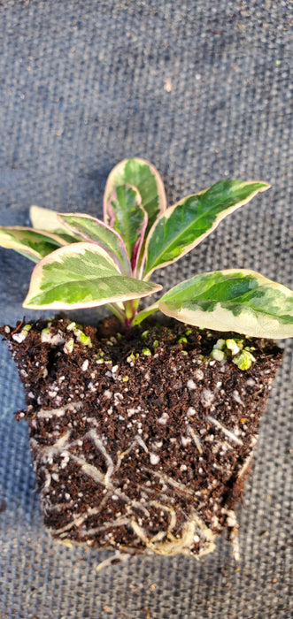 Olympus Phlox Paniculata