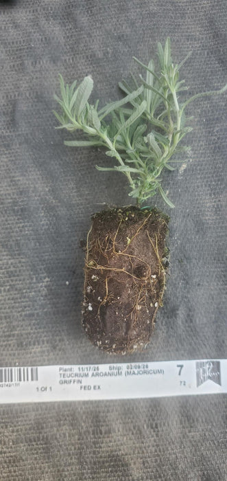 Gray Creeping Germander Teucrium Aroanium