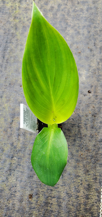 Cannova yellow canna lily