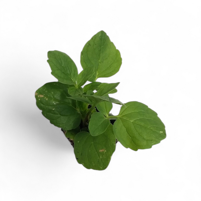 Valerian Valeriana Officinalis starter plant