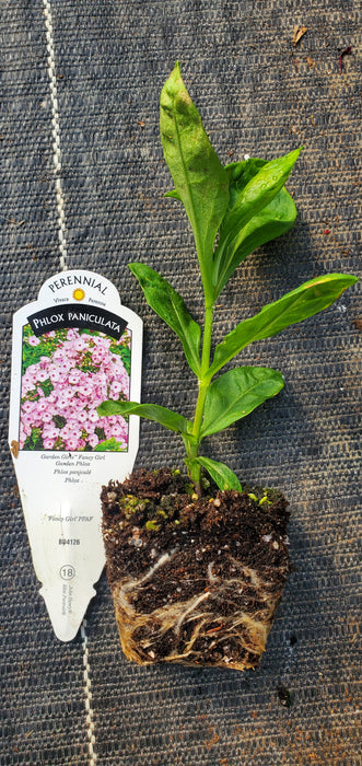 Garden Girls Fancy Girl Phlox Paniculata