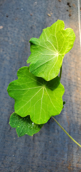 Nasturtium Phoenix