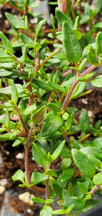 French Thyme