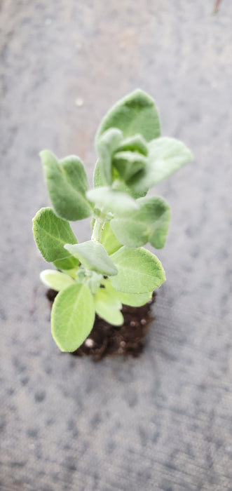 Salvia Chamaedryoides Germander Sage