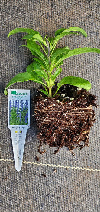 Sallyfun Blue Mealycup Sage Salvia farinacea