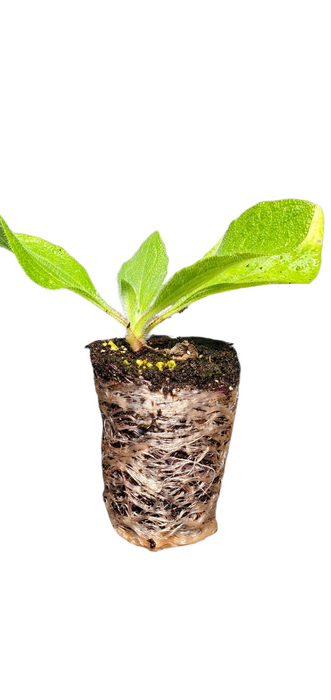 Rudbeckia Chocolate Orange