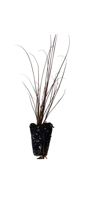 Carex Red Rooster