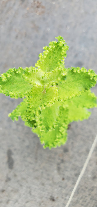 Curlywood Sage Teucrium Crispum