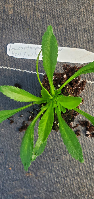 Leucanthemum Realflor Real Tiny Bubbles
