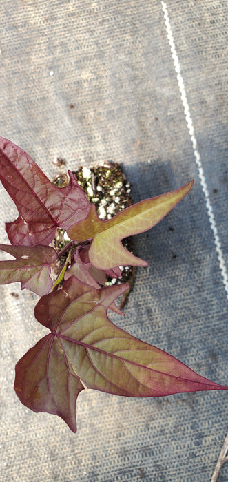 Bright Ideas Rusty Red sweet potato vine ipomoea