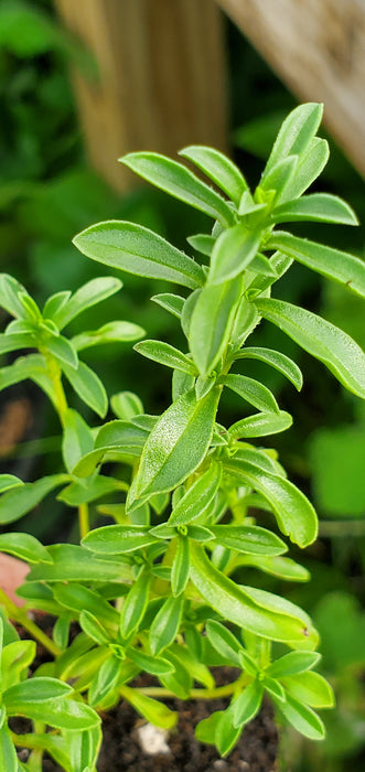 Purple Winter Savory
