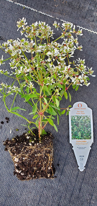 Star Dust Super Flash Euphorbia