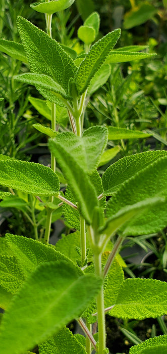 Salvia Melissodora Grape-scent