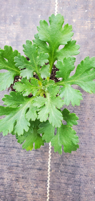 Cottage Apricot Chrysanthemum