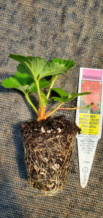 Summer Breeze Rose Strawberry Fragaria