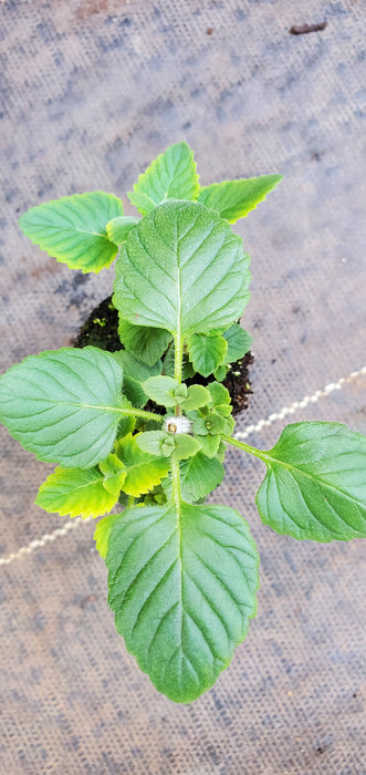 Elfin Purple Calamintha Grandiflora