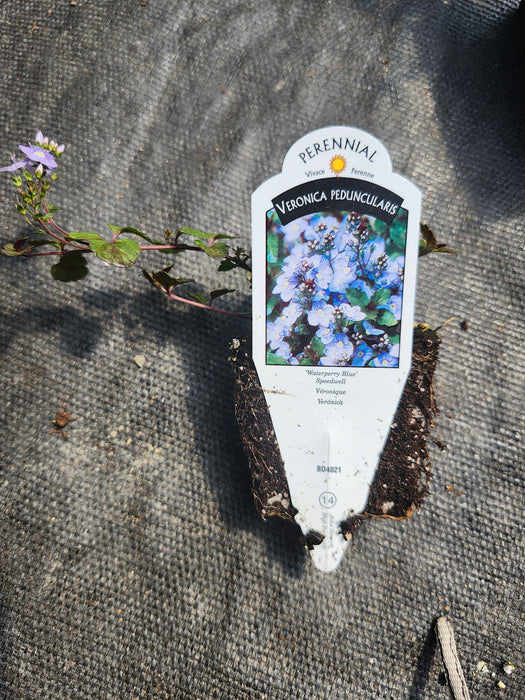 Veronica Peduncularis 'Waterperry Blue' Speedwell