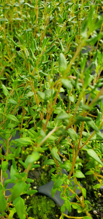 French Dotwell Thyme