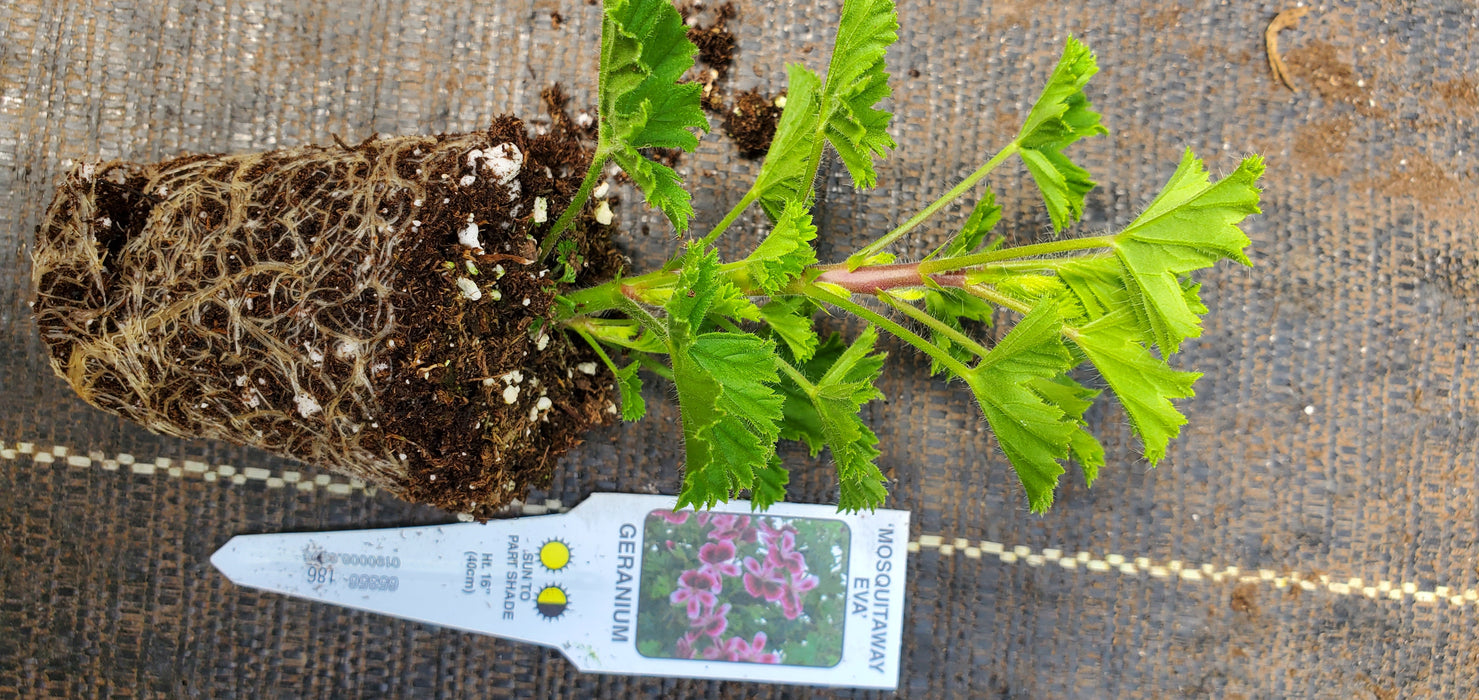 MosquitoAway Eva Scented Geranium