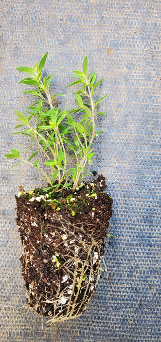 Lemon Mist Thyme