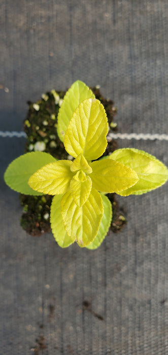 Salvia Golden Roseine