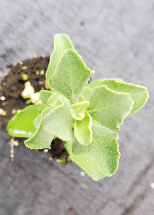 African Sage Salvia Aurea