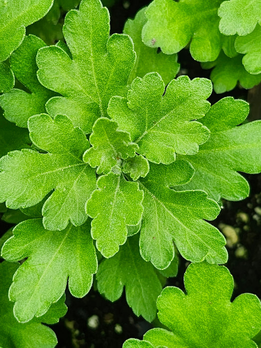 Gigi Gold Chrysanthemum