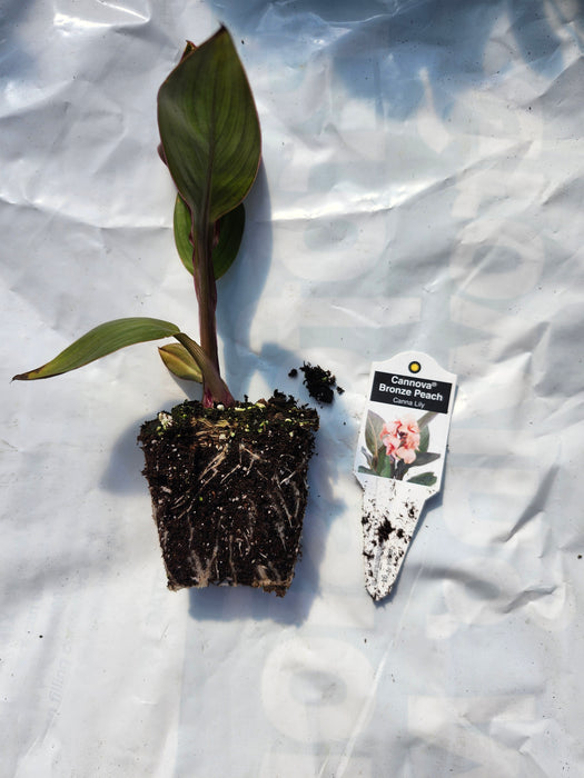 Cannova Bronze Peach Canna Lily