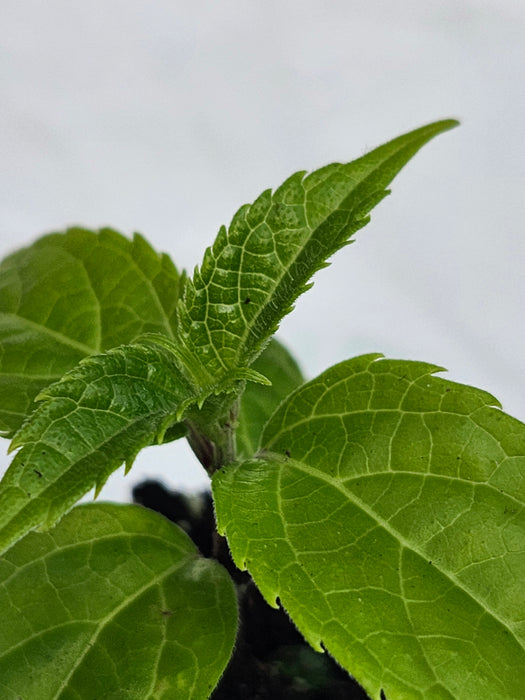 Salvia Oxyphora Bolivian Hummingbird Sage