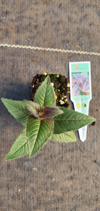 Midnight Oil Beebalm Monarda Bradburiana